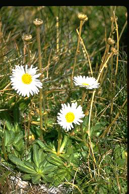 APII jpeg image of Brachyscome tenuiscapa  © contact APII