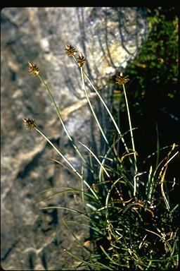 APII jpeg image of Carex cephalotes  © contact APII