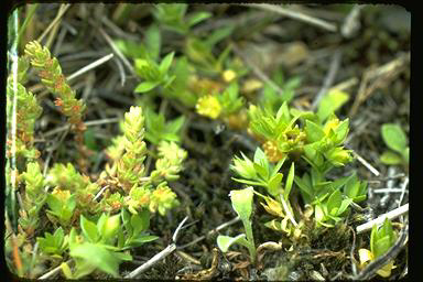 APII jpeg image of Crassula sieberiana  © contact APII