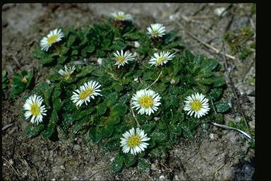 APII jpeg image of Erigeron setosus  © contact APII