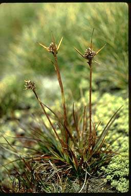 APII jpeg image of Luzula australasica subsp. dura  © contact APII