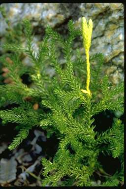 APII jpeg image of Lycopodium fastigatum  © contact APII