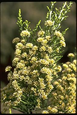 APII jpeg image of Ozothamnus cupressoides  © contact APII