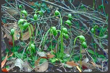 APII jpeg image of Pterostylis nutans  © contact APII