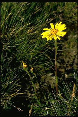 APII jpeg image of Senecio pectinatus  © contact APII