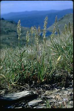 APII jpeg image of Trisetum spicatum  © contact APII