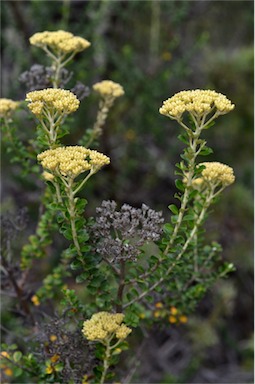 APII jpeg image of Ozothamnus obcordatus  © contact APII