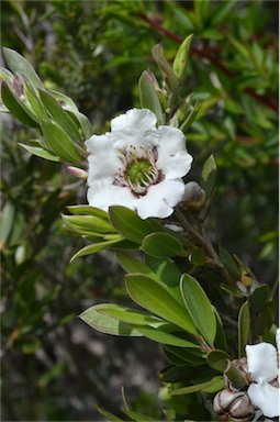 APII jpeg image of Leptospermum turbinatum  © contact APII