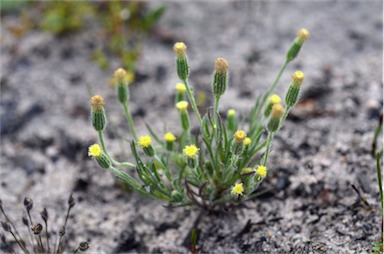 APII jpeg image of Millotia tenuifolia var. tenuifolia  © contact APII