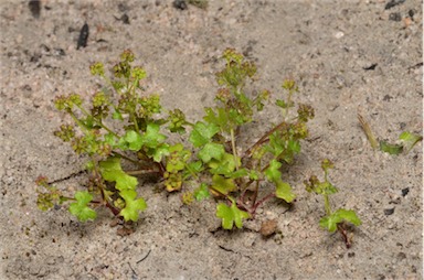 APII jpeg image of Hydrocotyle callicarpa  © contact APII