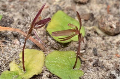 APII jpeg image of Cyrtostylis reniformis  © contact APII