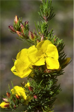 APII jpeg image of Hibbertia fasciculata  © contact APII