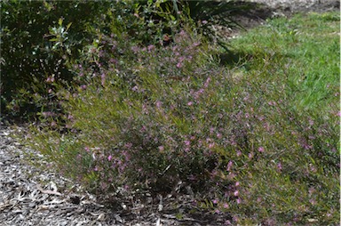 APII jpeg image of Grevillea gariwerdensis  © contact APII