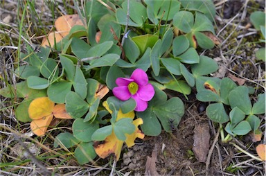 APII jpeg image of Oxalis purpurea  © contact APII