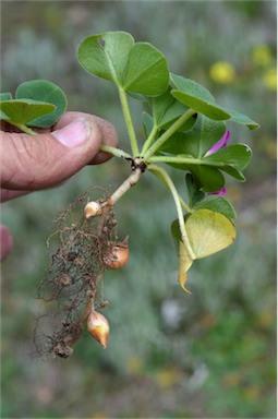 APII jpeg image of Oxalis purpurea  © contact APII