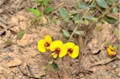 APII jpeg image of Bossiaea prostrata  © contact APII