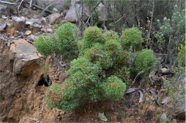 APII jpeg image of Isopogon ceratophyllus  © contact APII