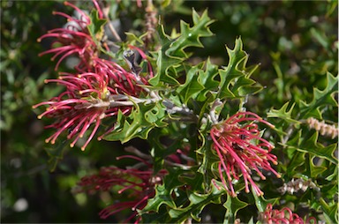 APII jpeg image of Grevillea aquifolium  © contact APII