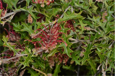 APII jpeg image of Grevillea aquifolium  © contact APII