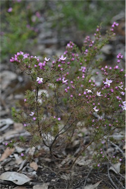 APII jpeg image of Boronia pilosa subsp. pilosa  © contact APII