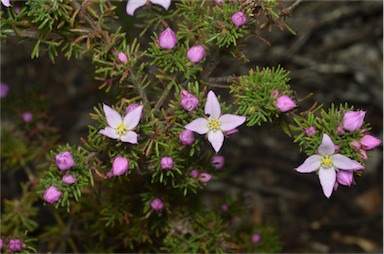 APII jpeg image of Boronia pilosa subsp. pilosa  © contact APII