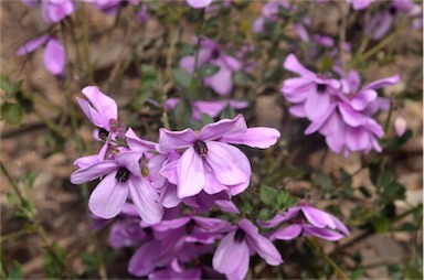 APII jpeg image of Tetratheca ciliata  © contact APII