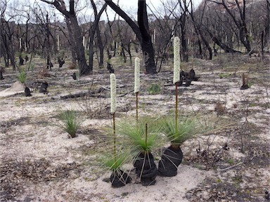 APII jpeg image of Xanthorrhoea australis  © contact APII