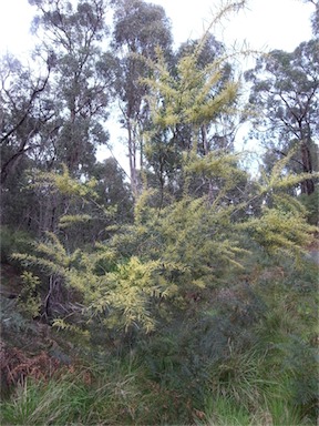 APII jpeg image of Acacia mucronata subsp. longifolia  © contact APII