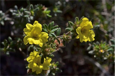 APII jpeg image of Hibbertia sericea var. sericea  © contact APII