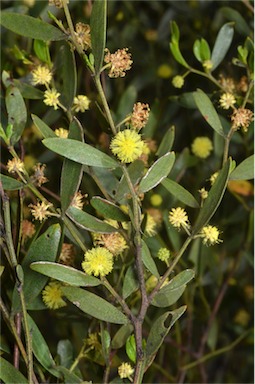 APII jpeg image of Acacia verniciflua  © contact APII