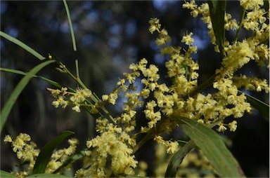 APII jpeg image of Acacia mucronata subsp. longifolia  © contact APII