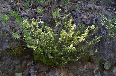 APII jpeg image of Leionema bilobum subsp. bilobum  © contact APII