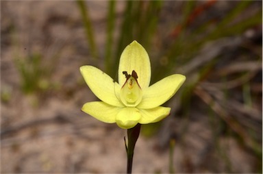 APII jpeg image of Thelymitra antennifera  © contact APII