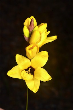 APII jpeg image of Ixia maculata  © contact APII