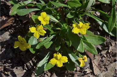 APII jpeg image of Goodenia blackiana  © contact APII