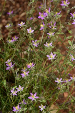 APII jpeg image of Spergularia brevifolia  © contact APII