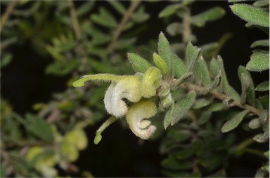 APII jpeg image of Grevillea alpina  © contact APII