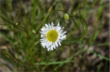 APII jpeg image of Brachyscome paludicola  © contact APII