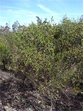 APII jpeg image of Acacia verniciflua  © contact APII