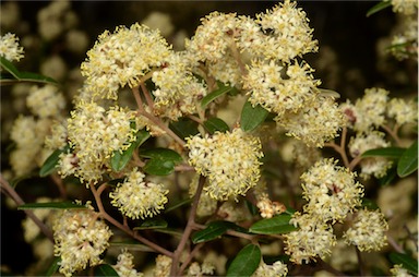 APII jpeg image of Pomaderris andromedifolia subsp. confusa  © contact APII