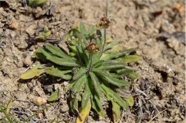 APII jpeg image of Plantago hispida  © contact APII