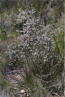 APII jpeg image of Leucopogon fletcheri subsp. brevisepalus  © contact APII