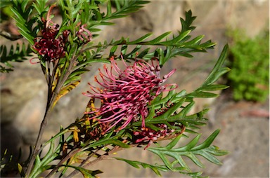 APII jpeg image of Grevillea 'Ivanhoe'  © contact APII