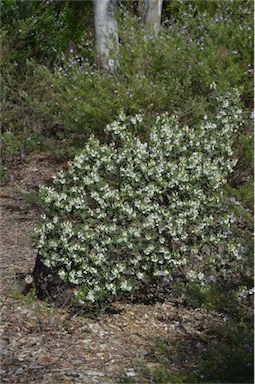 APII jpeg image of Prostanthera petraea  © contact APII