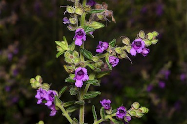 APII jpeg image of Prostanthera stricta  © contact APII