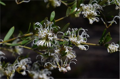 APII jpeg image of Grevillea sericea subsp. sericea  © contact APII