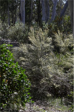 APII jpeg image of Hakea adnata  © contact APII