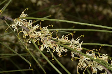 APII jpeg image of Hakea adnata  © contact APII