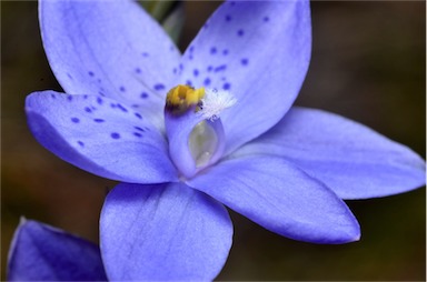 APII jpeg image of Thelymitra juncifolia  © contact APII