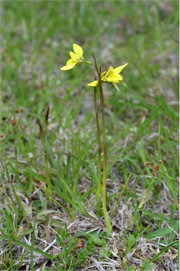 APII jpeg image of Diuris chryseopsis  © contact APII